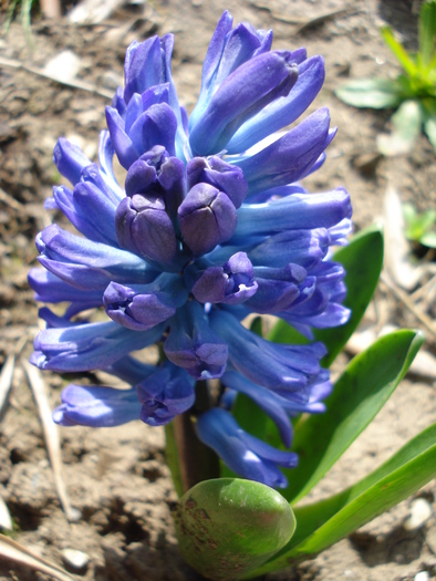 Blue spring (2010, April 12)