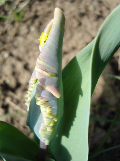 Tulipa Parrot (2010, April 12)