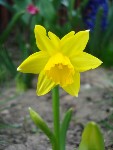 Daffodil_Narcisa (2010, April 12)