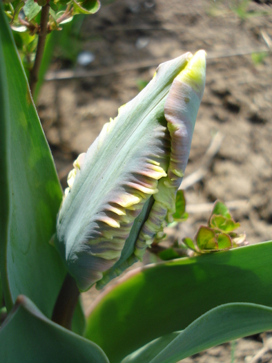 Tulipa Parrot (2010, April 12)