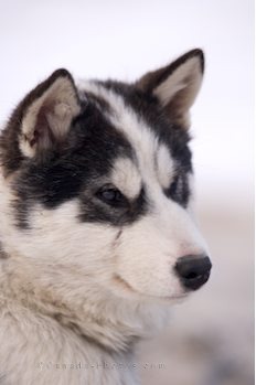 canadian-eskimo-dog-puppy-face_4284 - 0001 FUNNY ANIMALS and puppy face0001