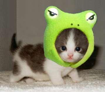 cutest_little_kitten_and_frog - 0001 FUNNY ANIMALS and puppy face0001