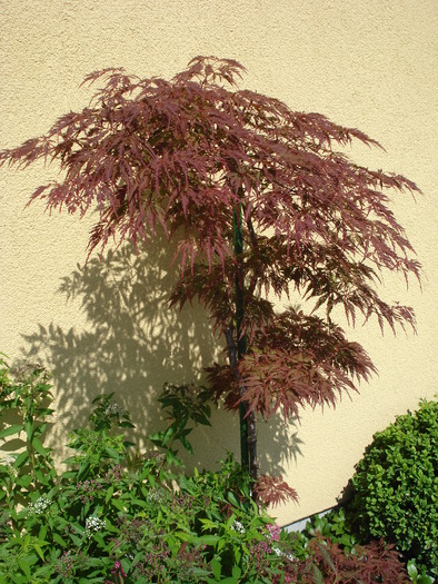 Japanese Maple (2009, July 01); Austria.
