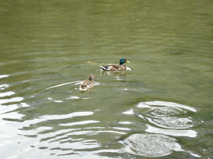 Mallard Ducks (2009, July 01) Mallard Ducks (2009, July 01)