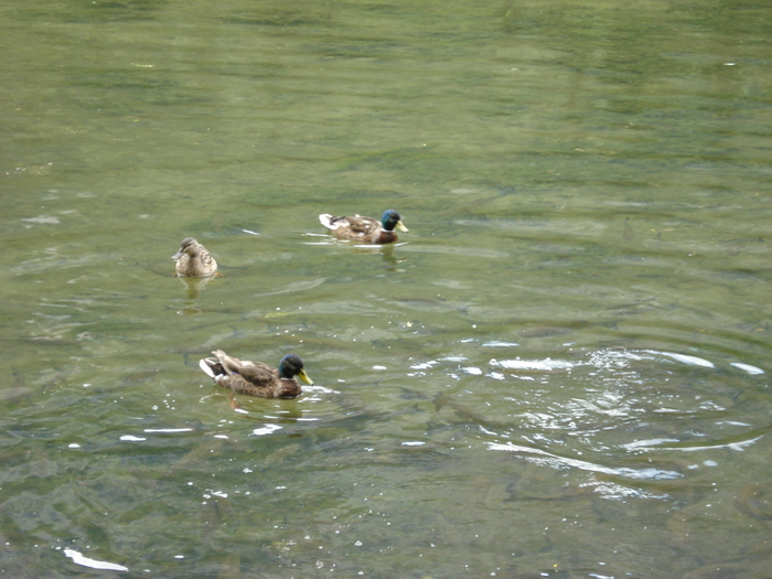 Mallard Ducks (2009, July 01) Mallard Ducks (2009, July 01)