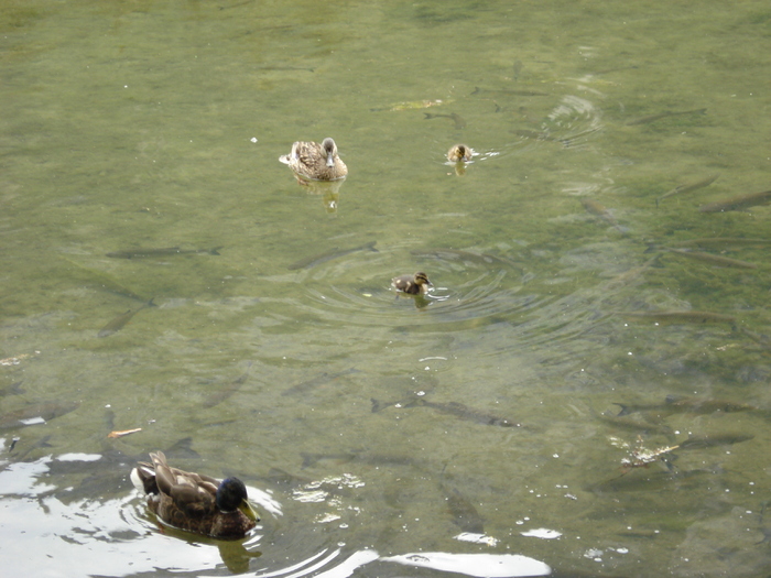 Mallard Ducks (2009, July 01) Mallard Ducks (2009, July 01)