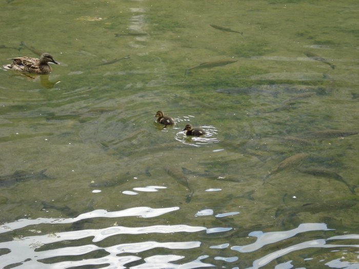 Mallard Ducks (2009, July 01) Mallard Ducks (2009, July 01)
