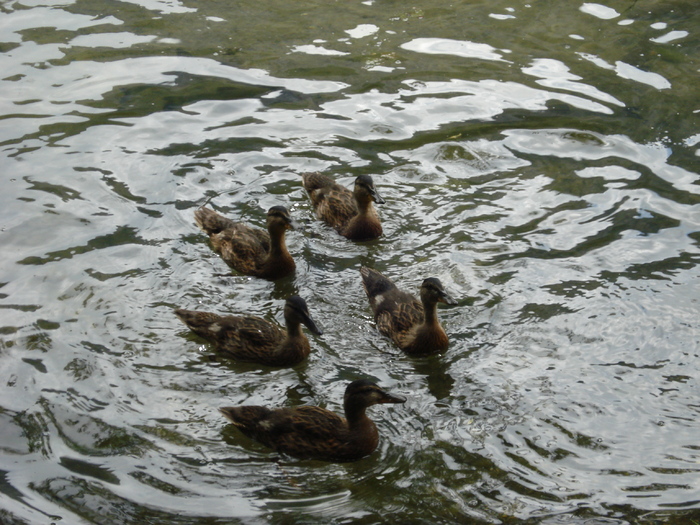 Mallard Ducks (2009, July 01) Mallard Ducks (2009, July 01)