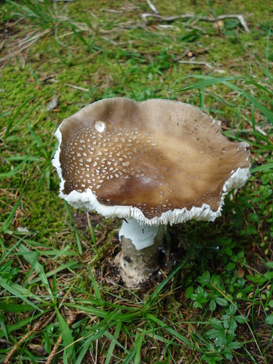 Wild Mushroom (2009, July 01); Austria.
 Wild Mushroom (2009, July 01); Austria.