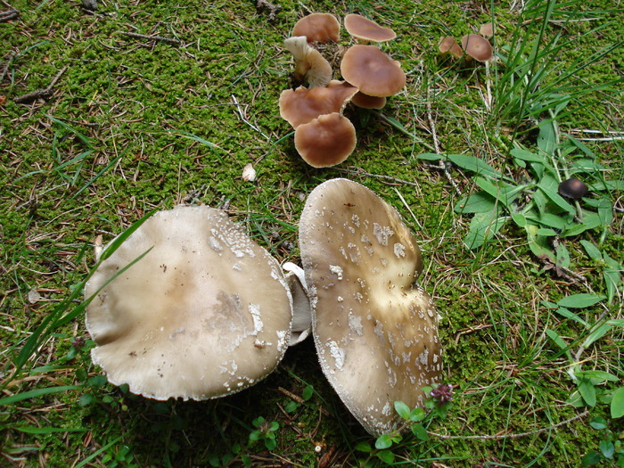 Wild Mushrooms (2009, July 01); Austria.
 Wild Mushrooms (2009, July 01); Austria.
