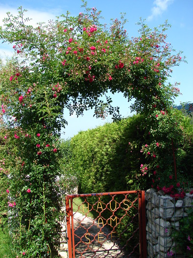 Roses_Trandafiri (2009, July 01); Austria.
 Roses_Trandafiri (2009, July 01); Austria.