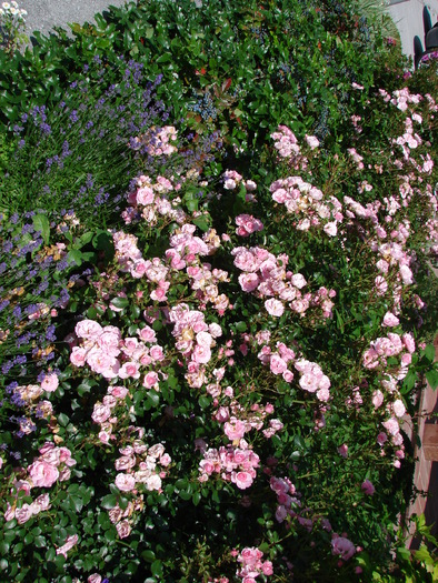 Pink Roses (2009, July 01); Austria.
 Pink Roses (2009, July 01); Austria.