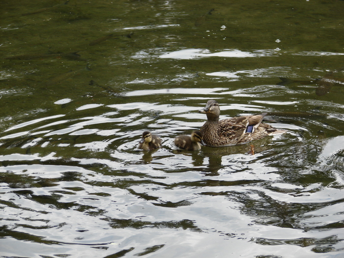 Mallard Ducks (2009, July 01); Austria.
 Mallard Ducks (2009, July 01); Austria.