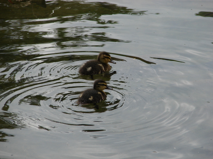 Mallard Ducks (2009, July 01); Austria.
