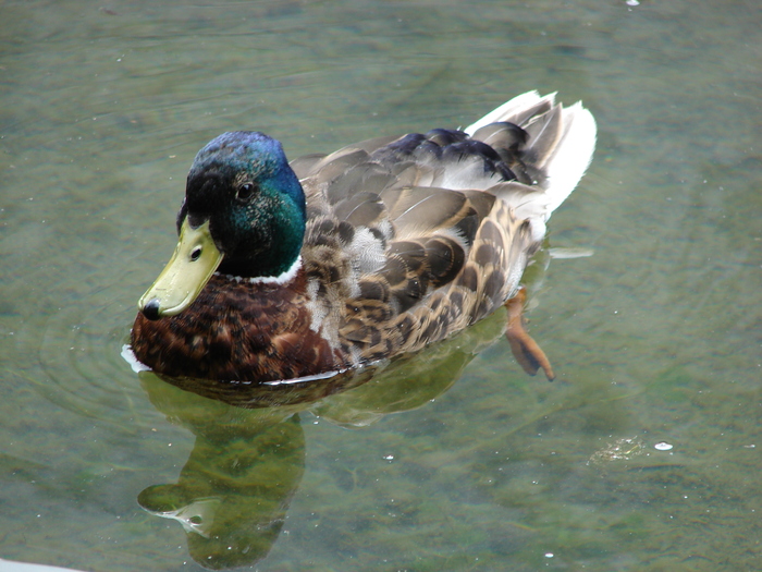 Mallard Duck (2009, July 01); Austria.
 Mallard Duck (2009, July 01); Austria.