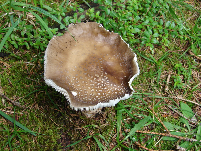 Wild Mushroom (2009, July 01); Austria.
 Wild Mushroom (2009, July 01); Austria.