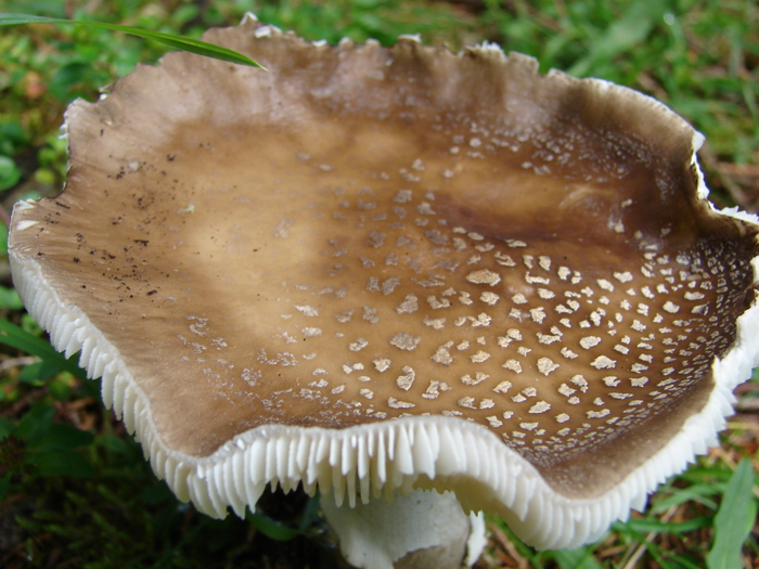 Wild Mushroom (2009, July 01); Austria.
 Wild Mushroom (2009, July 01); Austria.