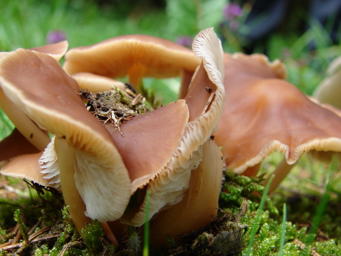 Wild Mushrooms (2009, July 01); Austria.
 Wild Mushrooms (2009, July 01); Austria.