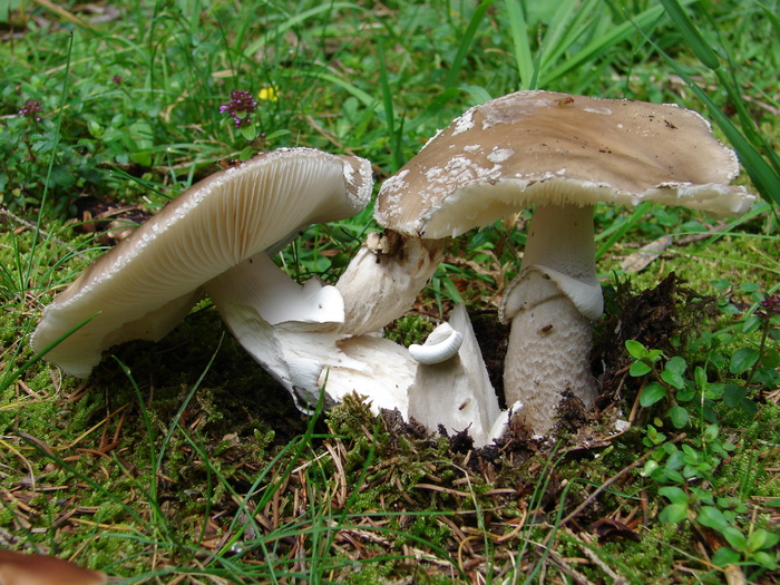 Wild Mushrooms (2009, July 01); Austria.
 Wild Mushrooms (2009, July 01); Austria.