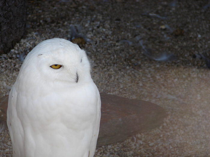 Snowy Owl_Bubo scandiacus (`09, Jul.01); Austria.
