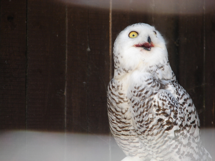 Snowy Owl_Bubo scandiacus (`09, Jul.01); Austria.
 Snowy Owl_Bubo scandiacus (`09, Jul.01); Austria.