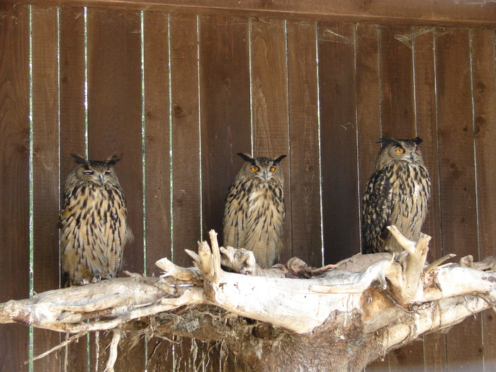 Long-eared Owls_Bufnite (2009, July 01); Austria.
 Long-eared Owls_Bufnite (2009, July 01); Austria.