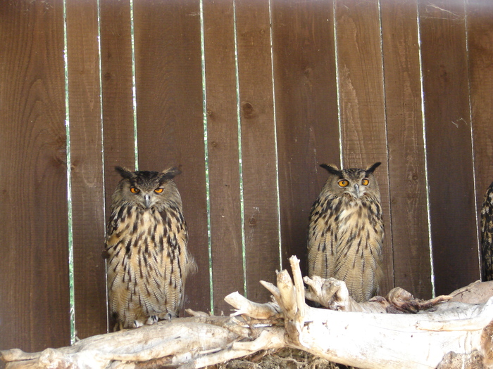 Long-eared Owls_Bufnite (2009, July 01); Austria.
