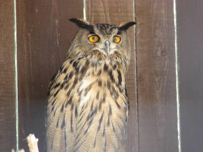 Long-eared Owl_Bufnita (2009, July 01); Austria.
 Long-eared Owl_Bufnita (2009, July 01); Austria.