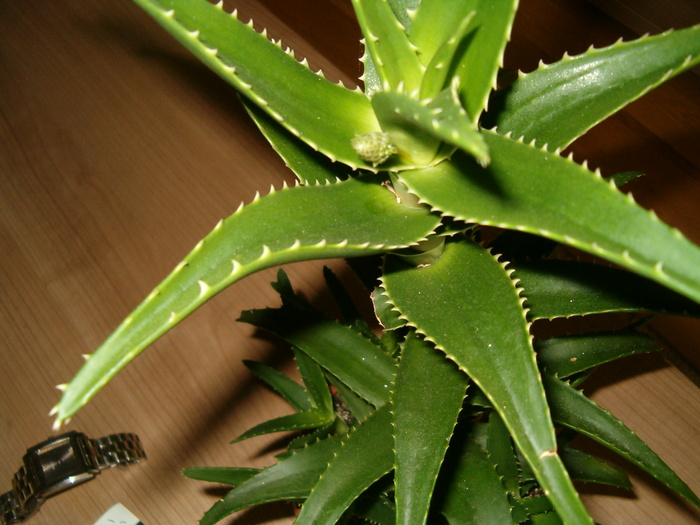 aloe arborescens cu boboc 14.04.2010 - Suculente