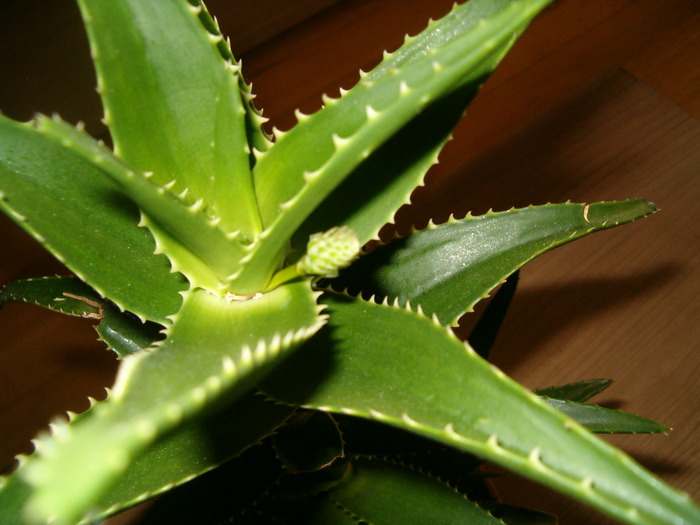 aloe arborescens cu boboc 14.04.2010 - Suculente