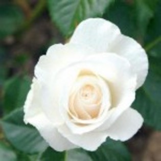 poza-trandafir-alb-150x150 - florile mele preferate