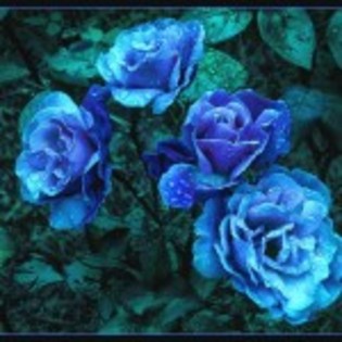 poze-trandafiri_albastri-150x150 - florile mele preferate