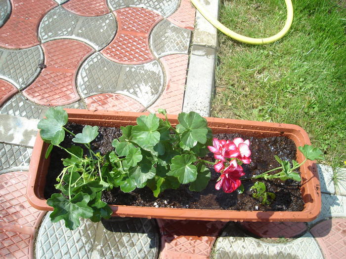 Muscate - Primavara 2010