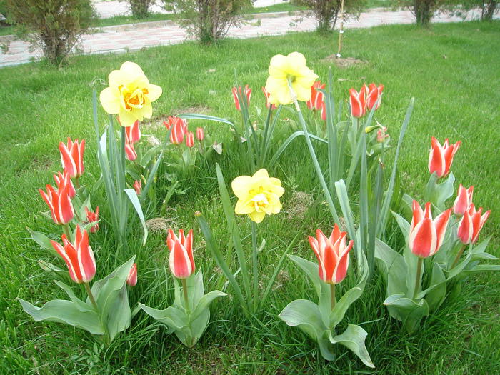 DSC07572 - Primavara 2010