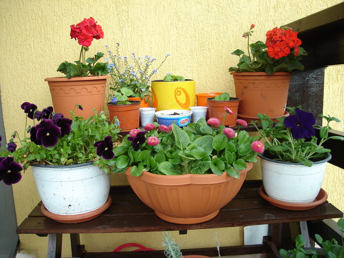 DSC07615 - Primavara 2010