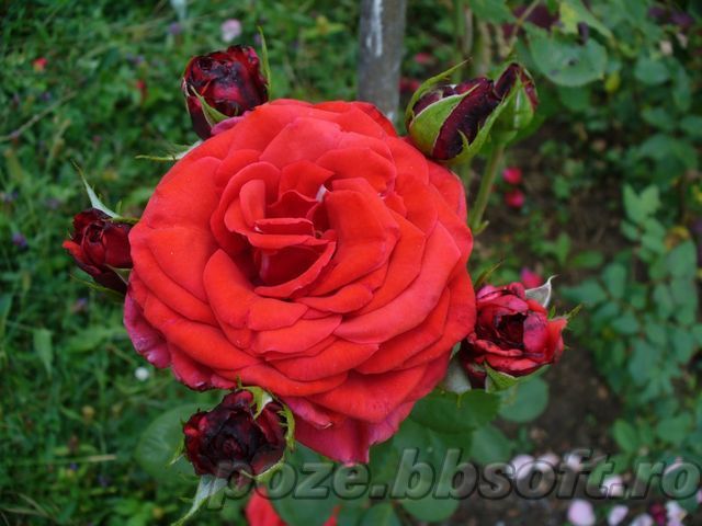 Buchet de trandafiri rosii - floare si boboci - tot felu de poze