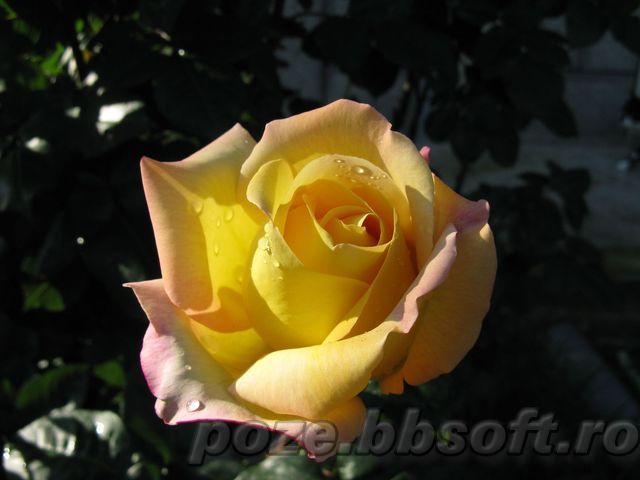 Floare trandafir galben intens 4 - tot felu de poze