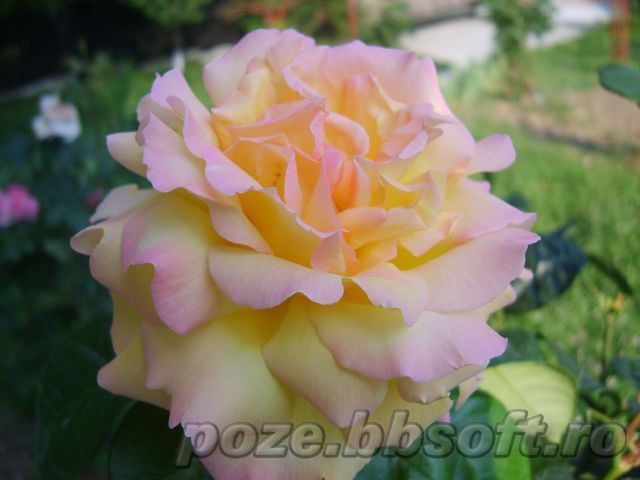 Floare trandafir galben-roz - tot felu de poze