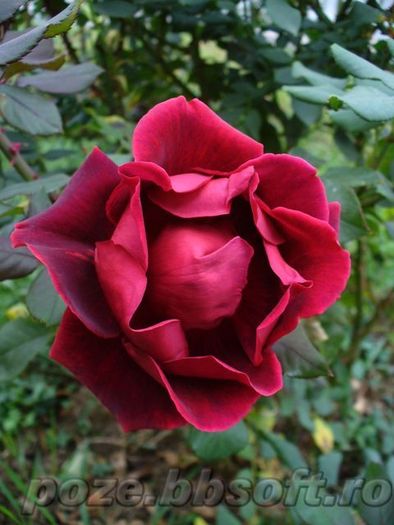 Floare trandafir rosu-visinou intredeschis