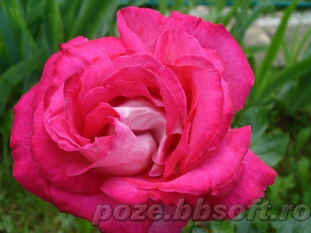 Floare trandafir roz - tot felu de poze