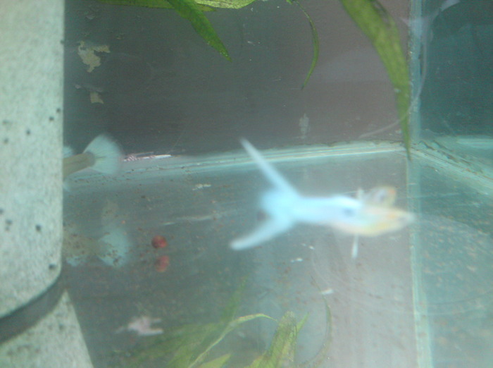 145341 - Guppy