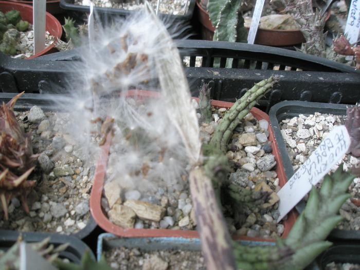 Huernia pendula - seminte expulzate - 18.03 - Huernia