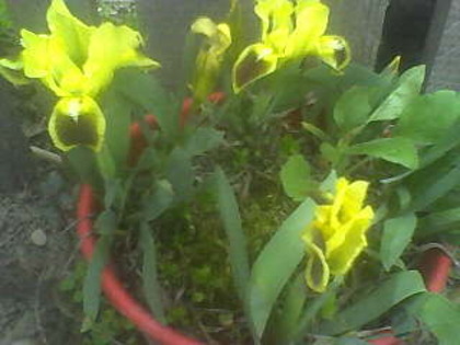 irisi pitici - florile mele 2010