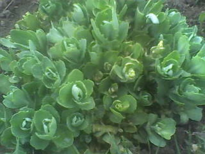 Sedum - florile mele 2010