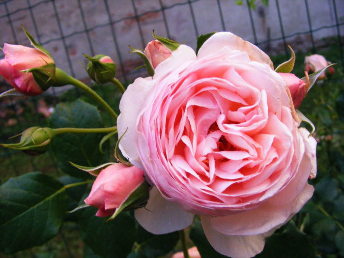 HERITAGE_ROSE-climber - TRANDAFIRI 2010