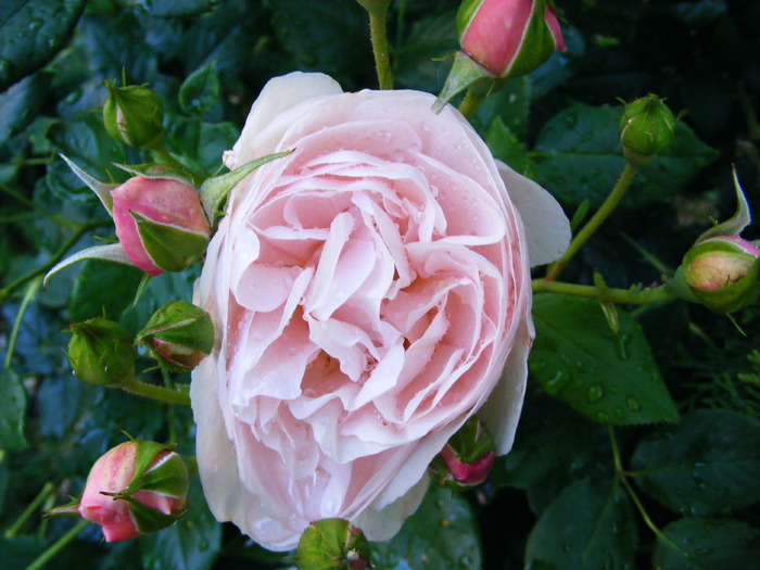 HERITAGE_ROSE_2