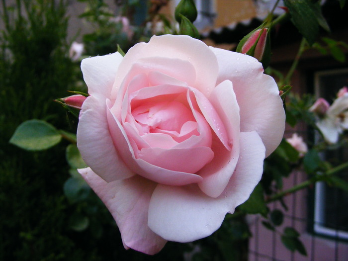 HERITAGE_ROSE_3