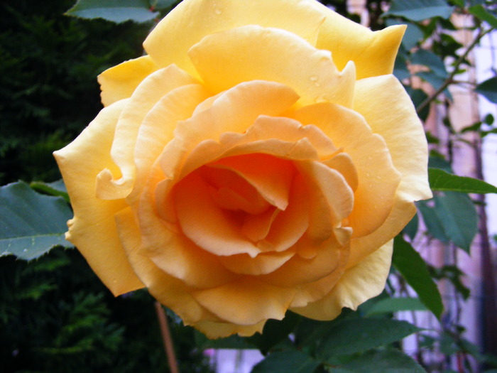 SOPHIA_RENAISSANCE_ROSE_2