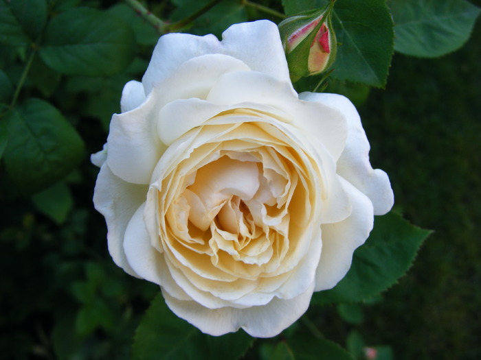 WINCHESTER_CATHEDRAL3