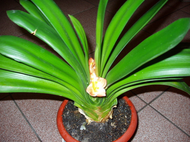 clivia 2010